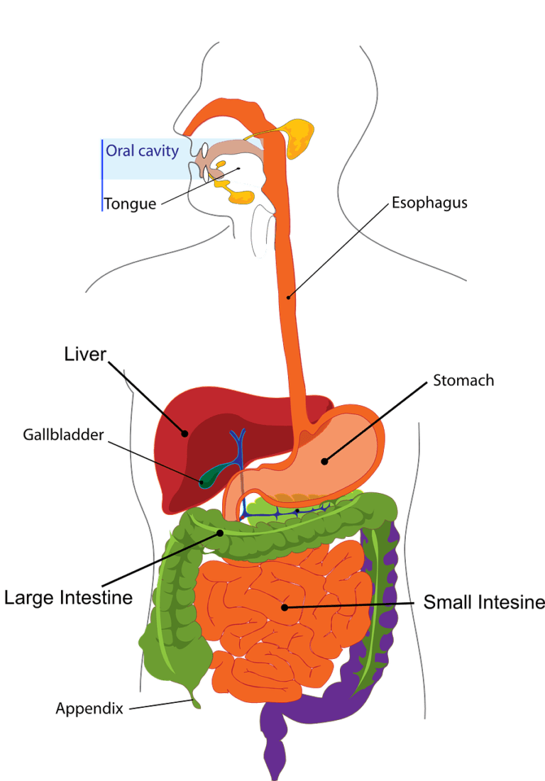 Gallstones after gallbladder removal surgery? | Gallstones Diet